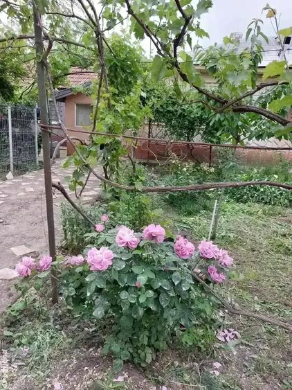 Casă cu 5 camere cu Teren 4000 Mp în Smârdan