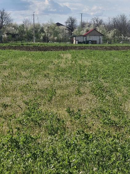 Teren de 1800 mp, în Valea Argovei