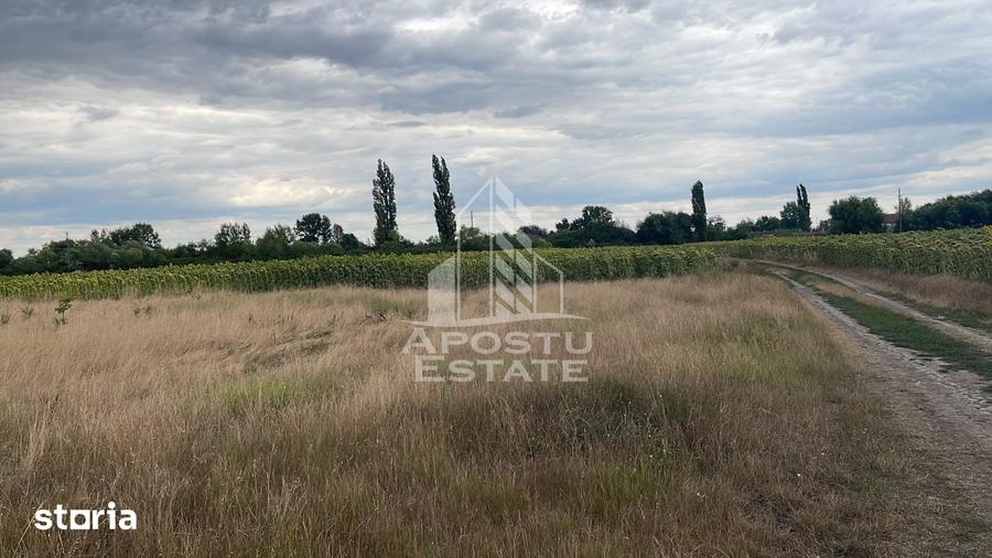 Parcela teren casa, intravilan, 1000 mp, Sanmihaiu Roman - 2