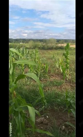 Teren de 3750 mp, în Husasău de Tinca