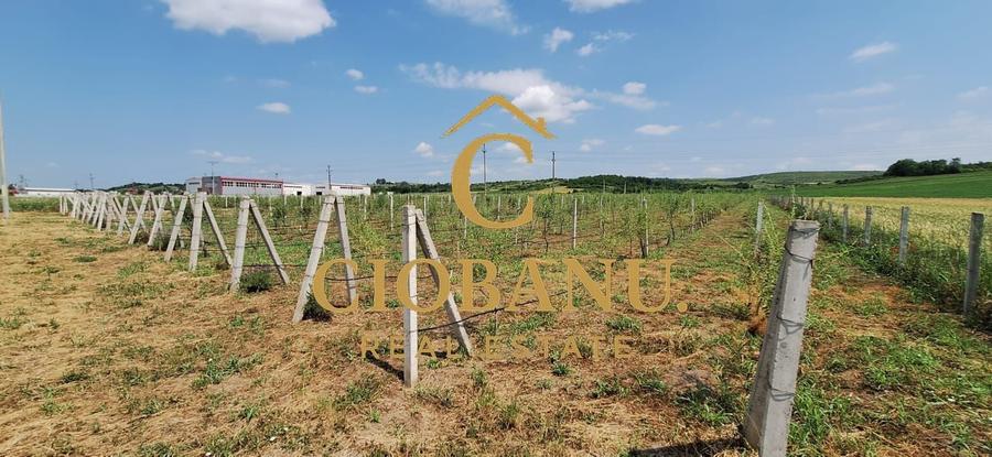 Teren agricol intravilan de 9000 mp, în Exterior Nord