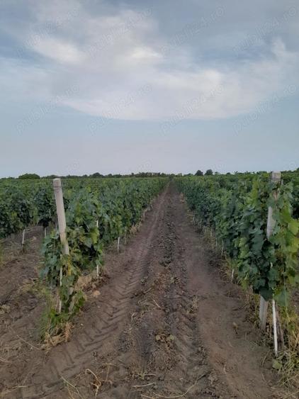 Teren de 45000 mp, în Central