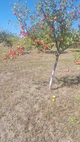 Teren de 5000 mp, în Vânători