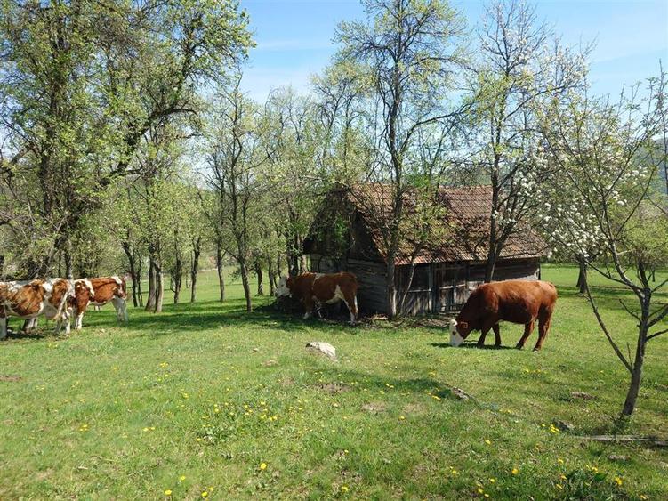 Teren intravilan de 11423 mp, în Luncoiu de Jos