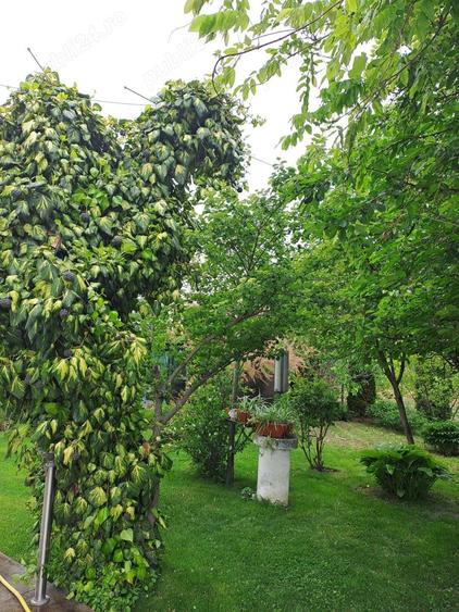 Casă cu 6 camere cu Teren 3500 Mp în Cireșu