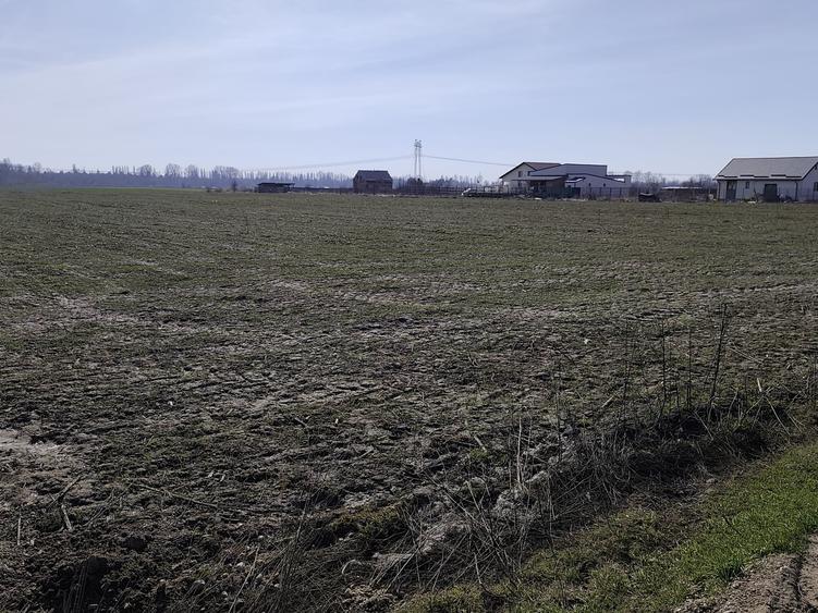 Teren Construcții extravilan de 23200 mp, în Săbăreni