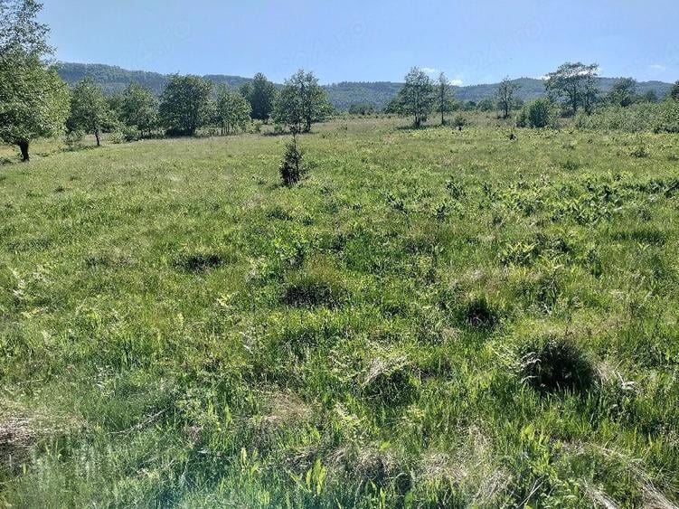 Teren de 5000 mp, în Vicovu de Jos