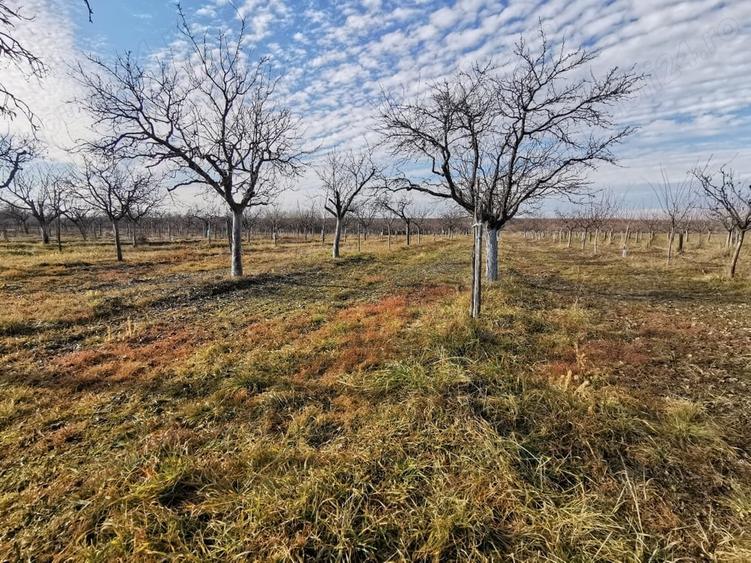 Teren de 11500 mp, în Ciomăgești