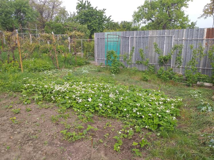 Teren Construcții intravilan de 3000 mp, în Cătămărești-Deal