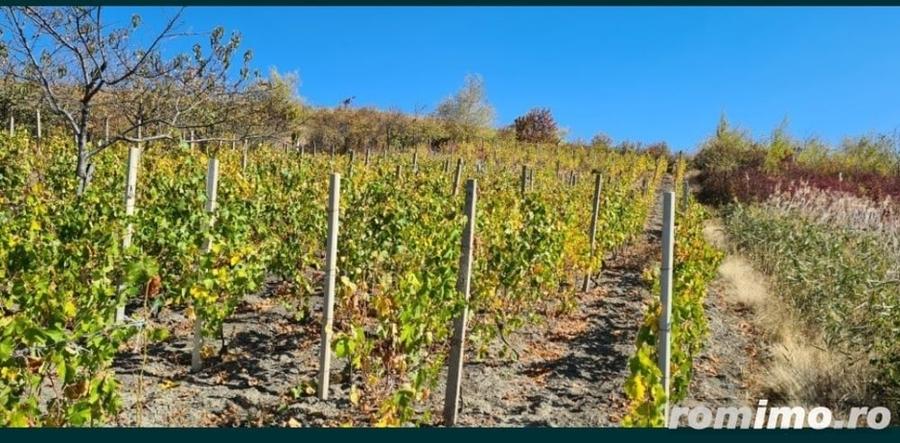 Teren de 1700 mp, în Vispești