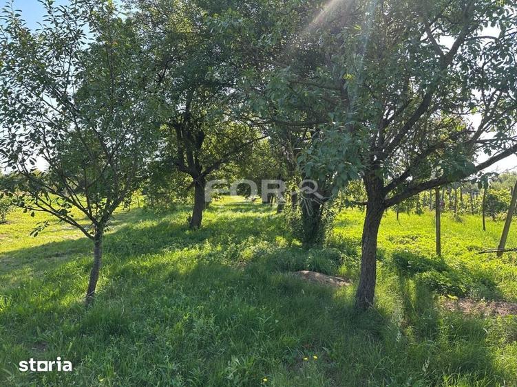 Teren de 3000 mp, în Tămășeu