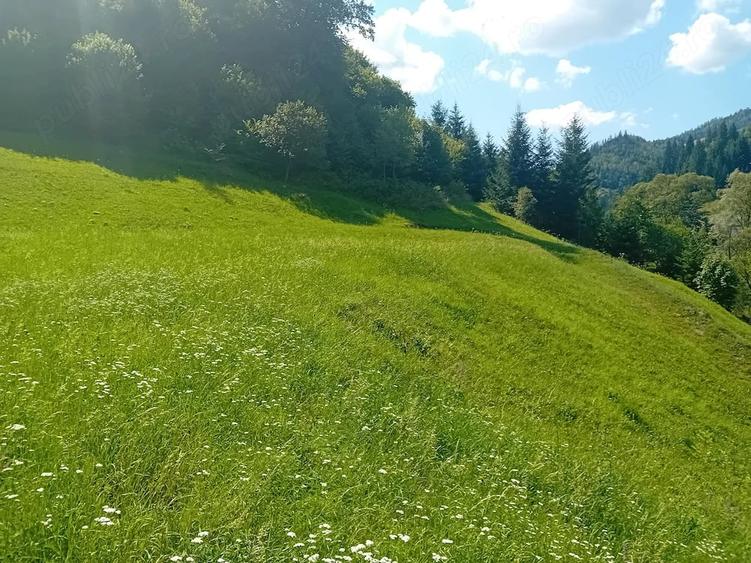 Teren de 5800 mp, în Dămuc