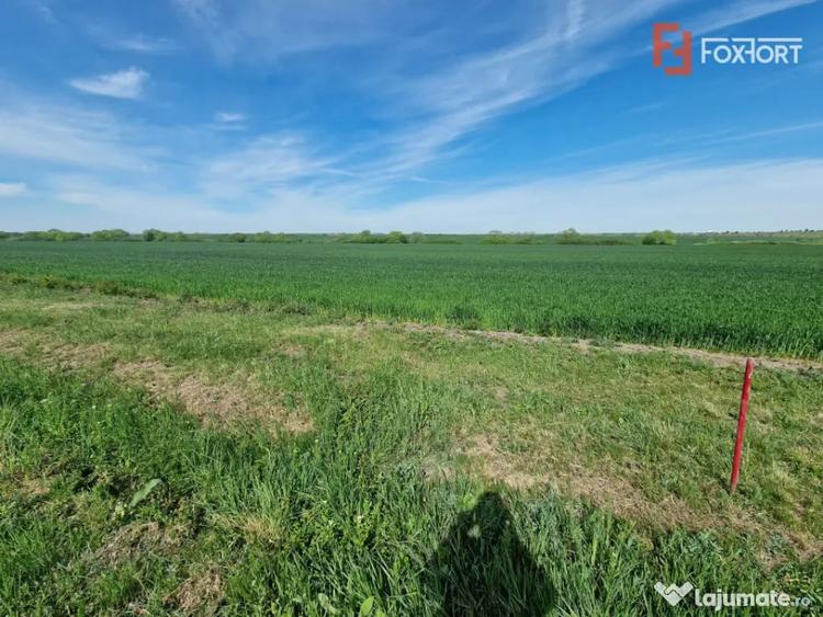 Teren extravilan de 9500 mp de vanzare in Remetea Mare - Remetea Mare (Timis) - 2