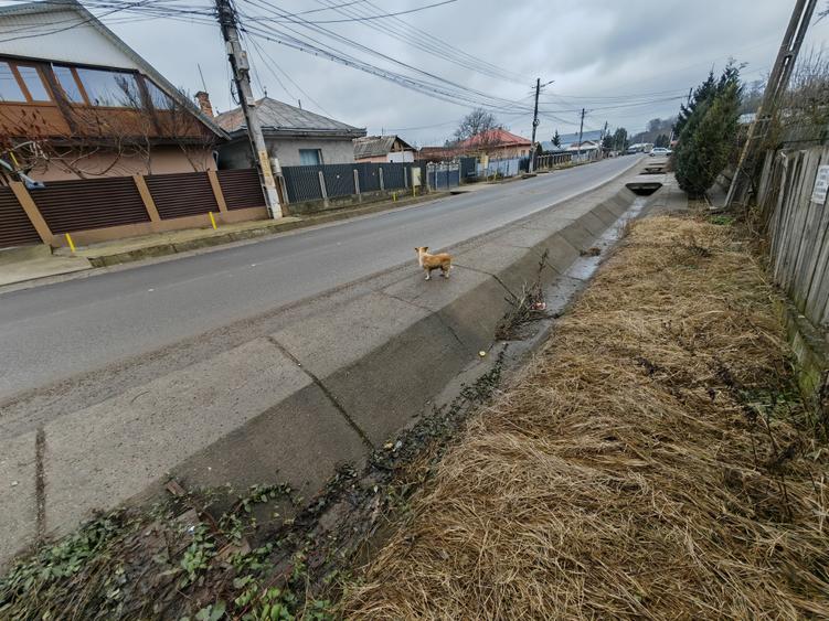 Teren Construcții intravilan de 3000 mp, în Măgura