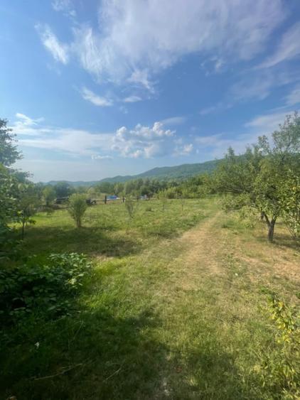 Teren de 2500 mp, în Tăuții de Sus