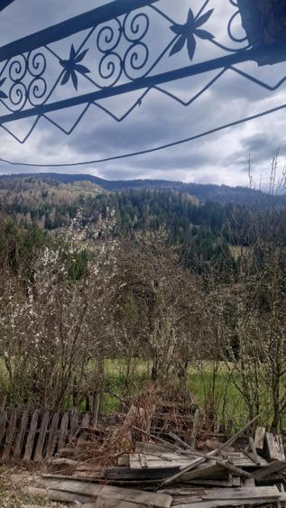 Teren de 100000 mp, în Horea