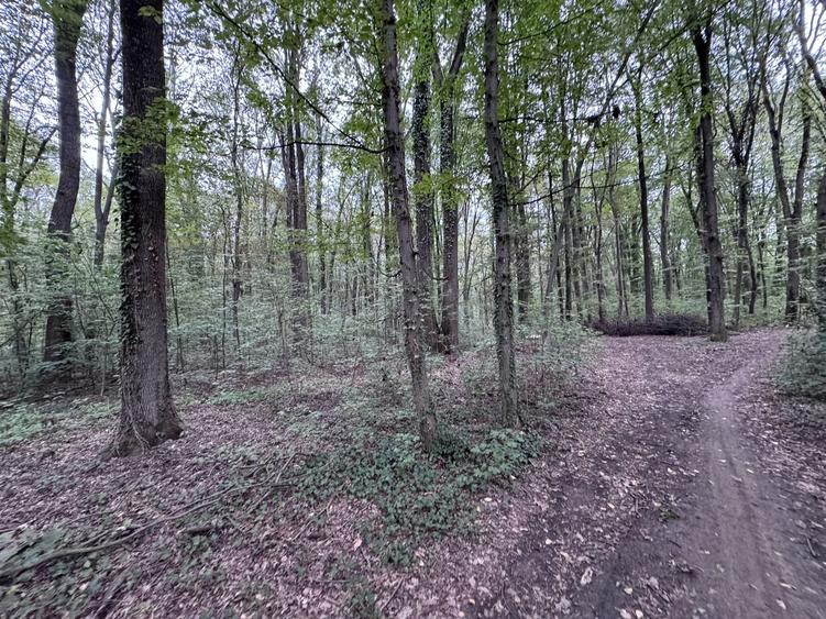 Teren agricol intravilan de 46644 mp, în Băneasa