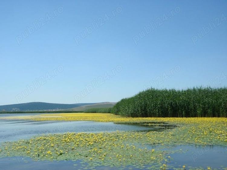 Teren de 50000 mp, în Comișani