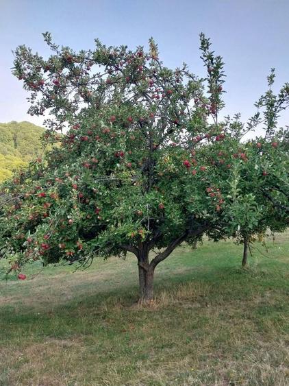 Casă cu 4 camere în Călene
