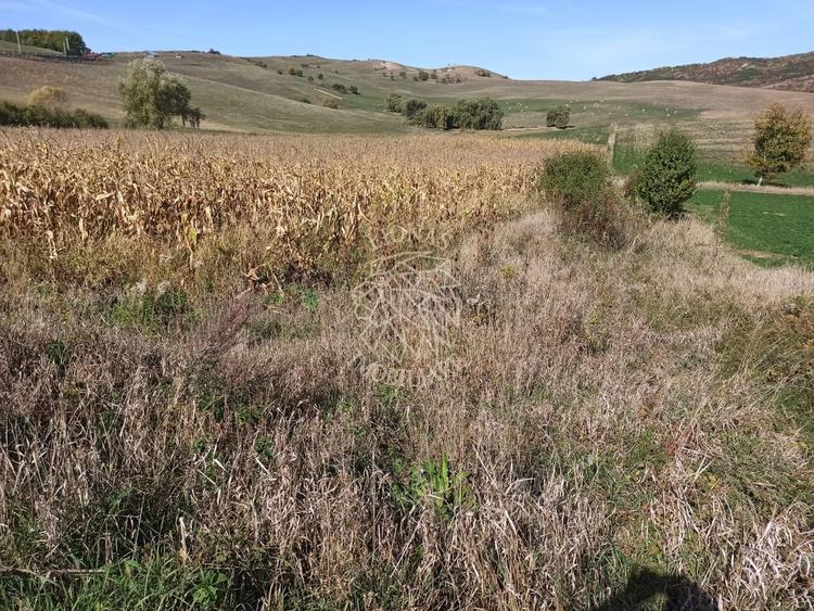 Teren agricol extravilan de 19900 mp, în Teaca