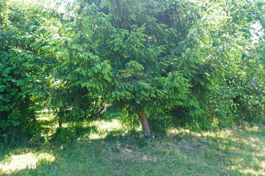 Casă cu 2 camere cu Teren 1958 Mp în Tisa