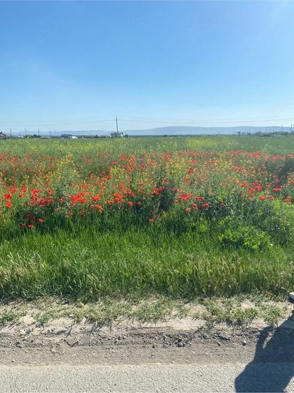 Teren de 10000 mp, în Nord