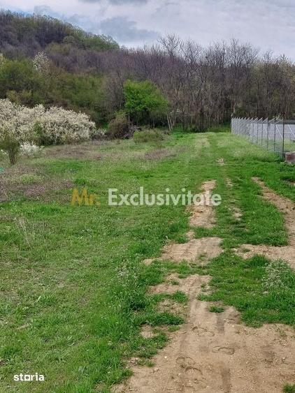 Teren Topoloveni - 3670 mp - langa padure, aproape de Centrul orasului - 5