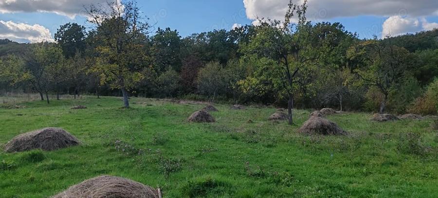 Teren de 5541 mp, în Runcu Mare
