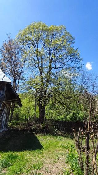 Casă cu Teren 1700 Mp în Măgura (Hulubești)