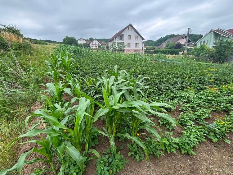 Teren Construcții intravilan de 800 mp, în Nord