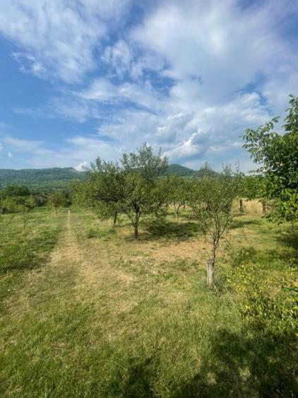 Teren de 2500 mp, în Tăuții de Sus