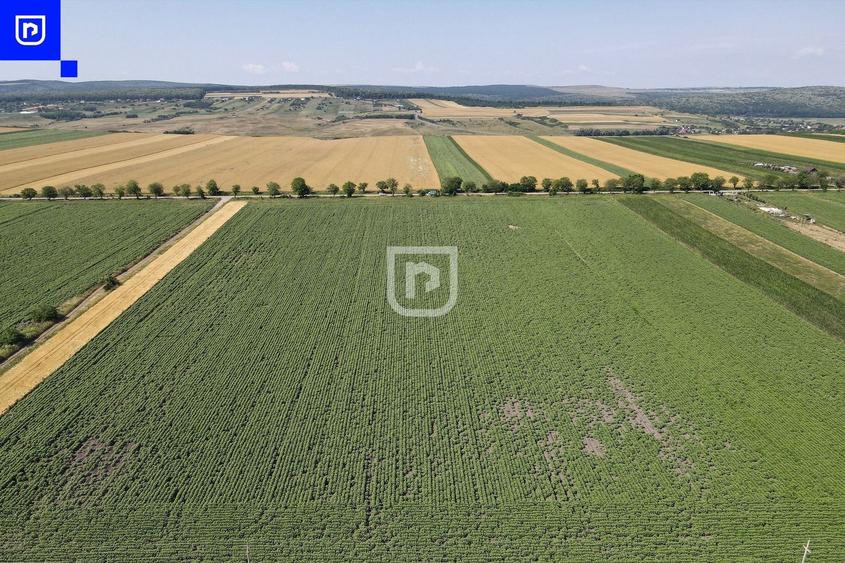 Teren agricol extravilan de 10000 mp, în Orășeni-Deal