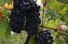Lot compact 18,57 HA , vita de vie nobila pe rod - 3