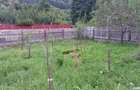 Teren de vanzare Brezoi, Pascoaia, Valcea - 8