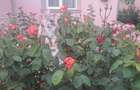 Casa de vanzare, frumoasa ?i cocheta - 10