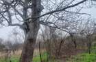 TEREN zona aer curat CASA si ANEXA - 16