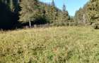Teren de vanzare 3800 m2 - 6