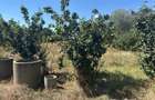 Casă cu Teren 1700 Mp în Salcia - 5