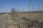 Teren agricol de vanzare 3,68 ha, deschidere 350 m la ?osea, Scutelnici, Buzau Pre?: 1 mp - 1