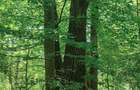Vand padure 15.70 ha judetul Arges - 1