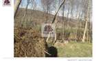Oportunitate rară! 1 ha pădure Corcova – teren cu potențial real - 5