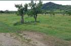 Teren extravilan de 15000 mp, în Filipeștii de Pădure - 1
