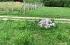 Teren rural de vanzare - electricitate ?i apa - 6