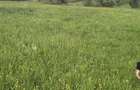 Teren deosebit 8100 m2 Sinca Noua - 5