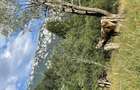 Teren extravilan 4061mp in Arge?, Rucar (saticul de sus) -sub Piatra Craiului - 1