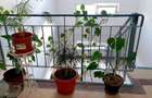 Inchiriez locuinta in centrul Brasovului, zona Filaromonicii