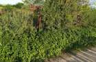 Teren intravilan de constructii, Chiscani, St - 2200 mp, deschidere 50 m - 4