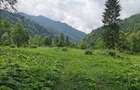 Vand teren intravilan 5.000 mp Sat Brate?, Com. Tarcau, Jud. Neam? - 1