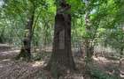 Padure de vanzare, 27.133 mp, zona Cazaci - 1