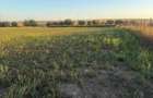 Teren intravilan 4.003 mp Frecatei, Tulcea - drum pe 3 laturi, curent - 5